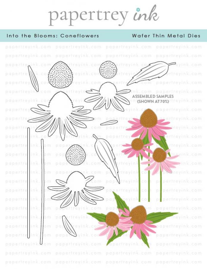 Into the Blooms: Coneflowers Die