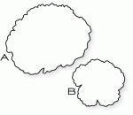 Papertrey Ink - Year of Flowers: Carnations Die Collection (set of 2)